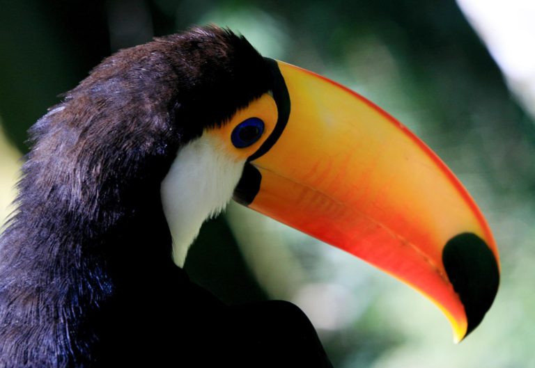parque-das-aves-iguazu (4) Parque das aves