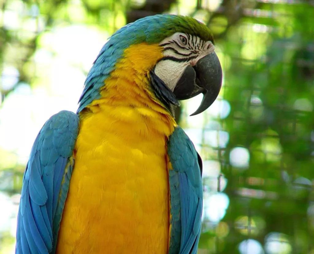 Animals-in-Argentina-4-Top-spot-to-see-wildlife-in-Iguazu