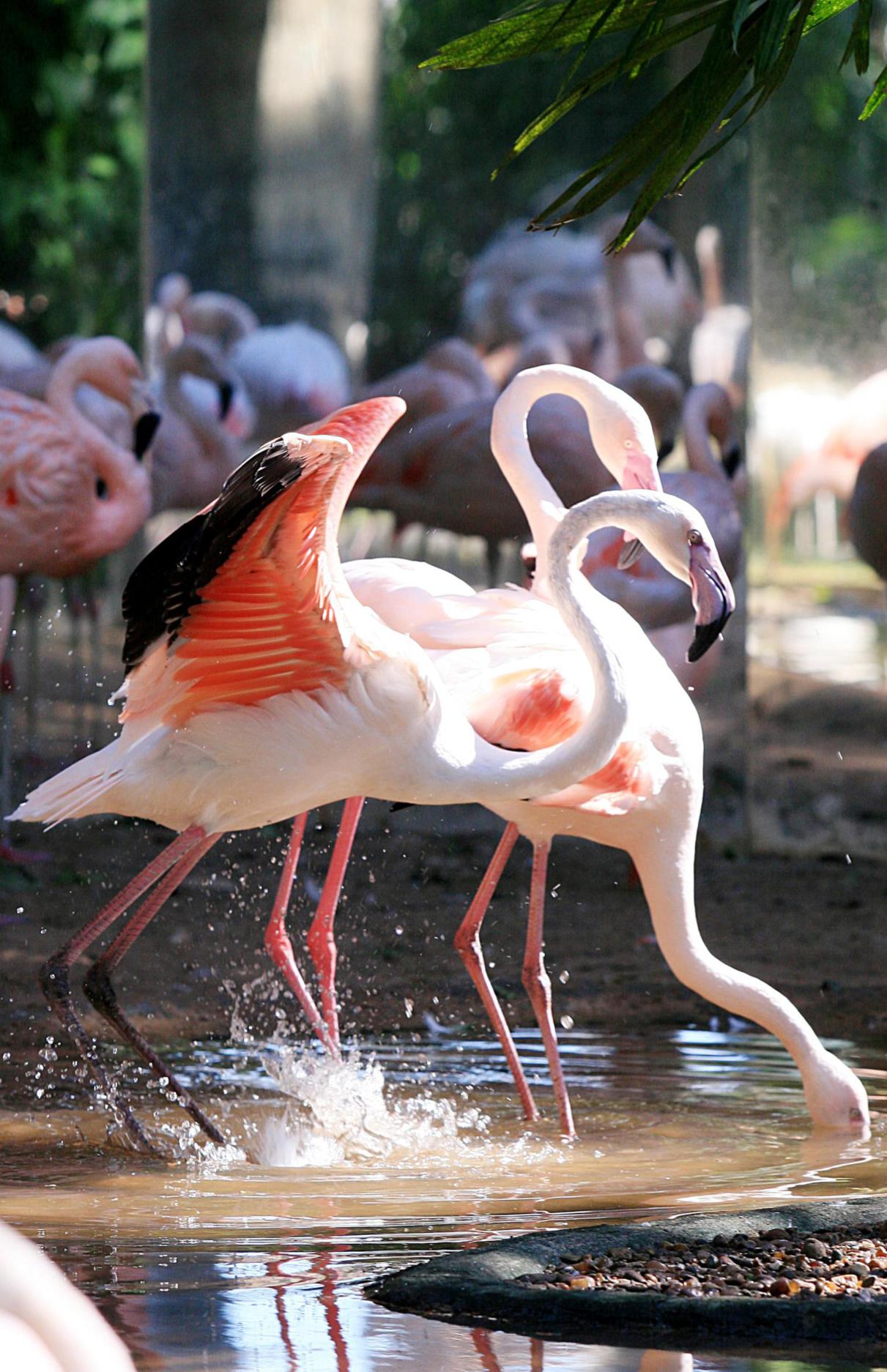 Parque das aves 