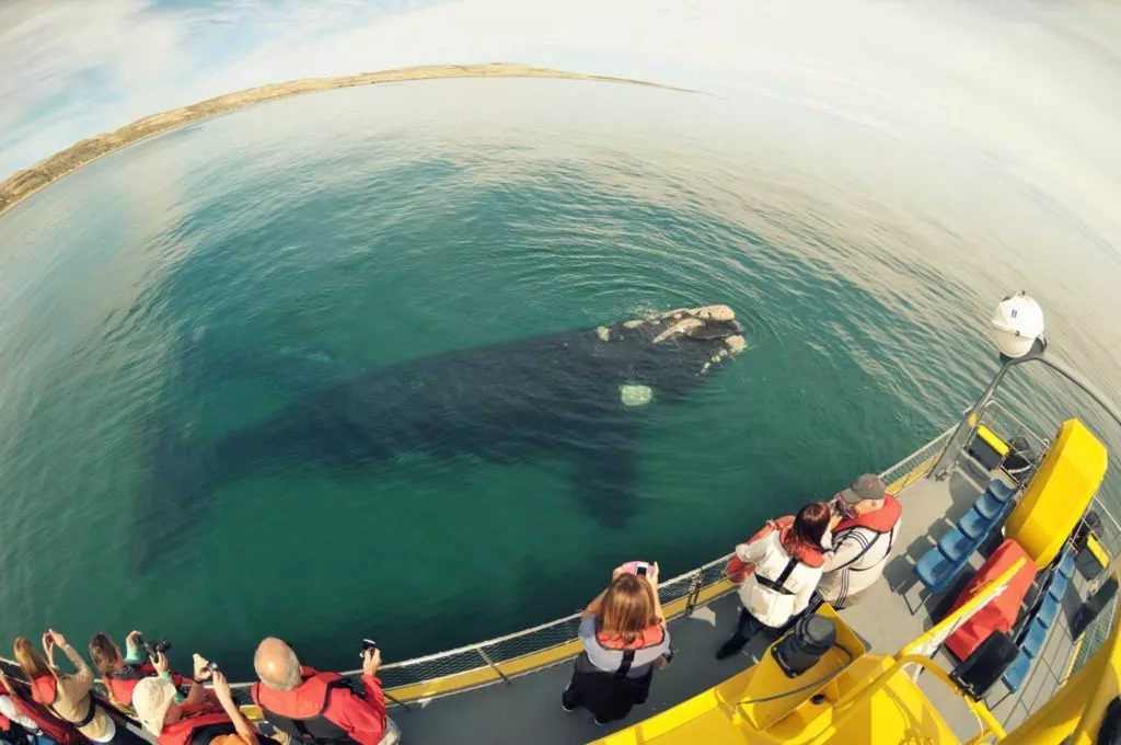 Animals-in-Argentina - 4-Top-spot-to-see-wildlife-in-peninsula-valdes