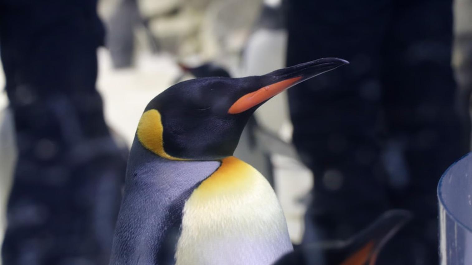 Visita a la colonia de Pingüino Rey en Tierra del Fuego