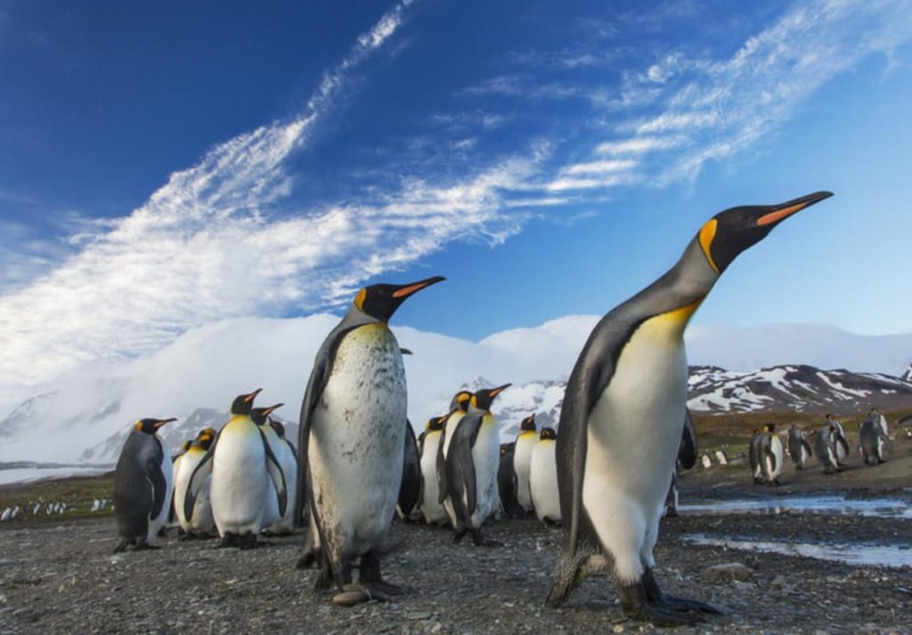 Wildlife and nature in Chilean Patagonia