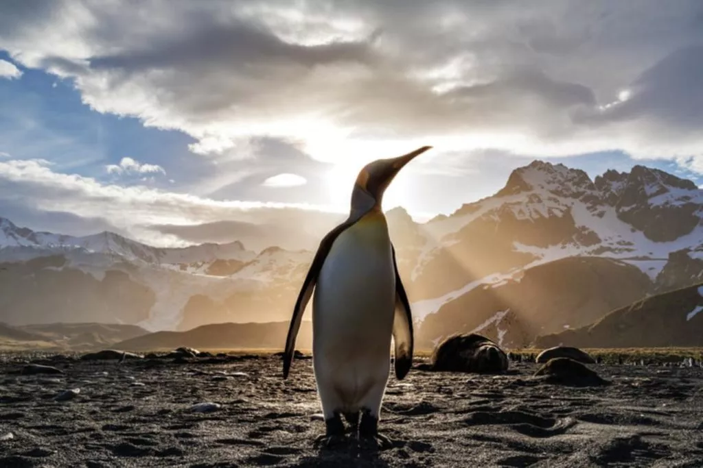 Wildlife and nature in Chilean Patagonia