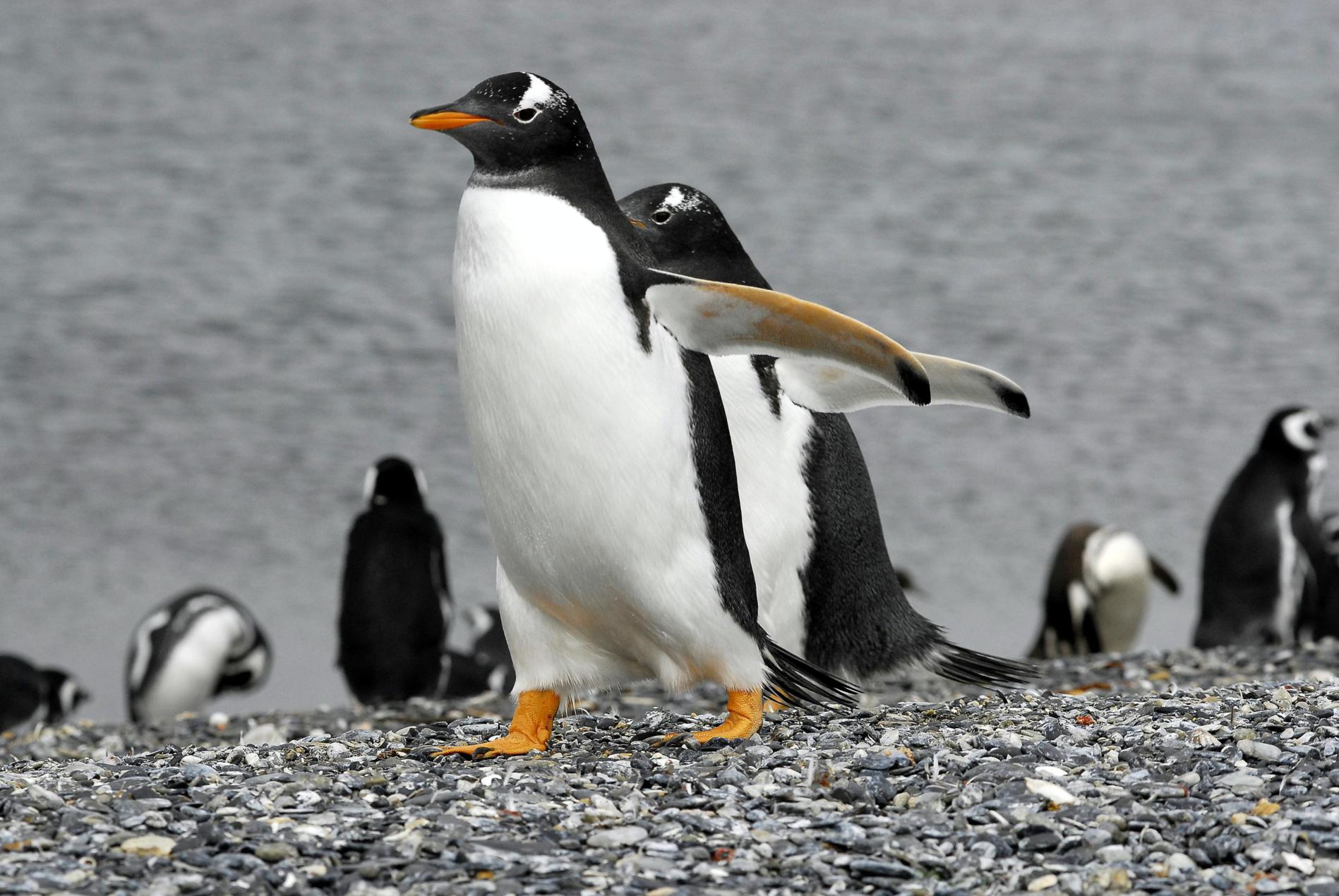Gable Island & Penguin Rookery in Harberton Ranch