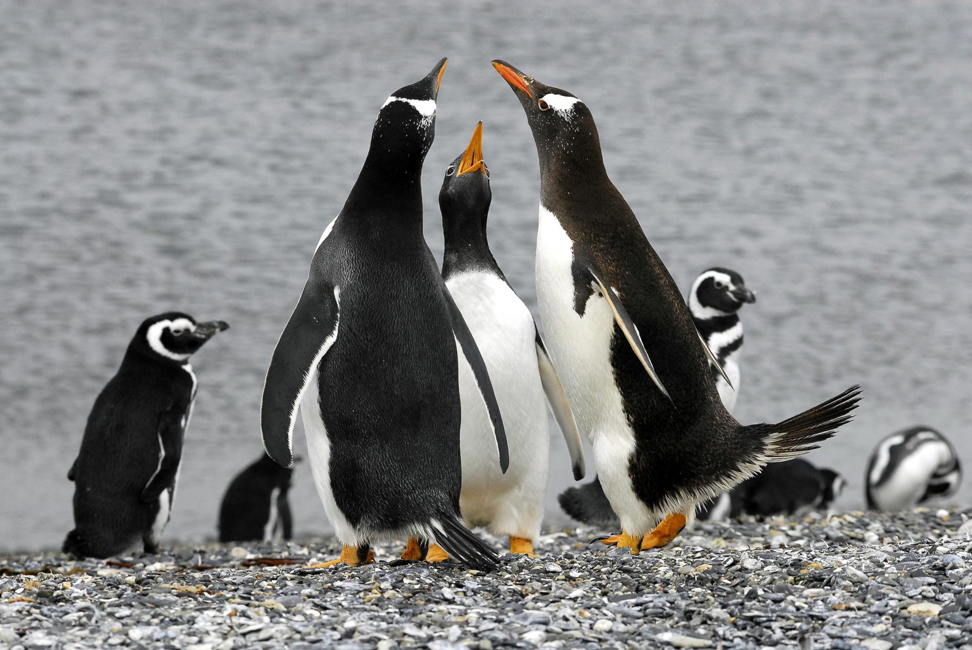 Gable Island & Penguin Rookery in Harberton Ranch