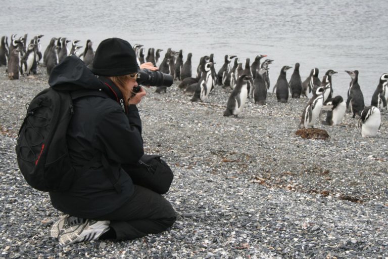 Person taking photos of haberton penguins in Usuahia