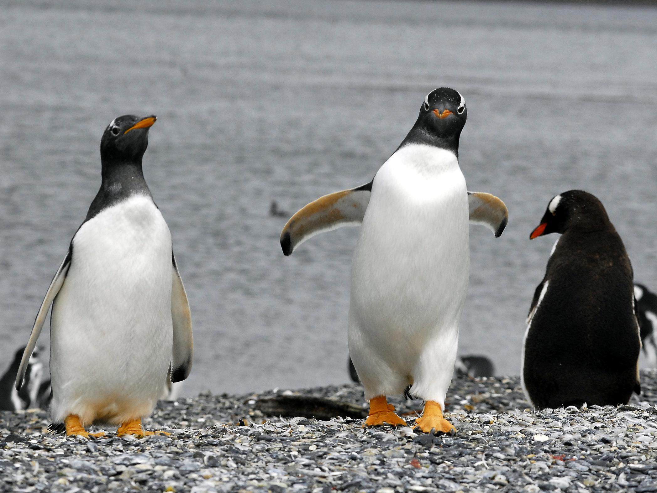 Gable Island & Penguin Rookery in Harberton Ranch