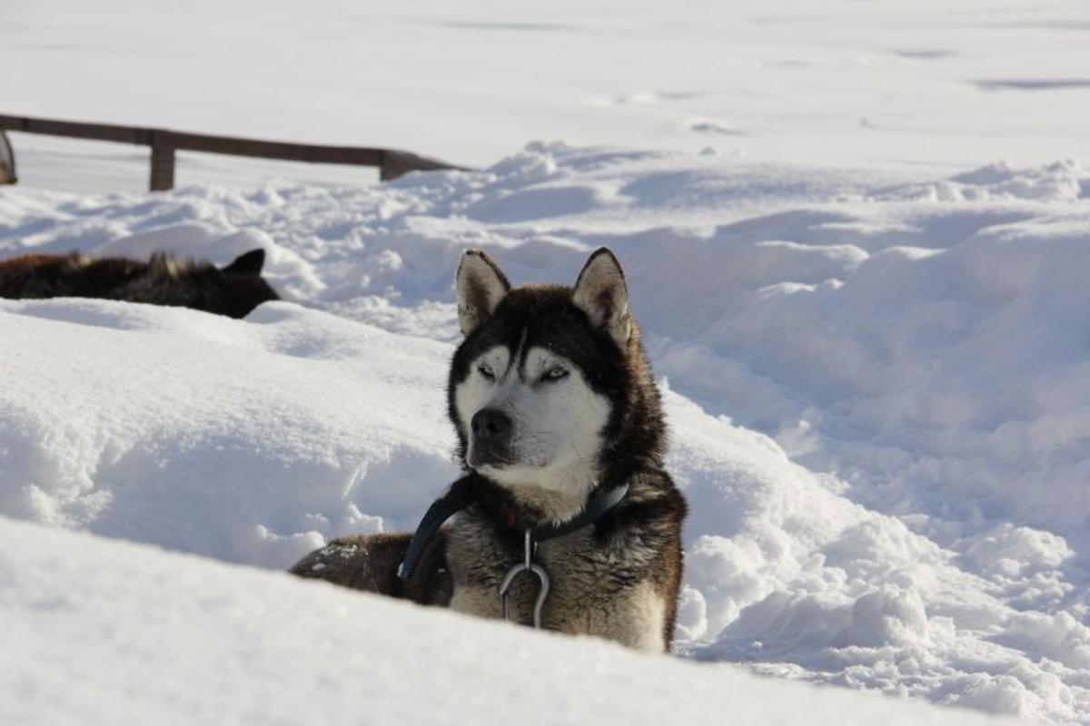 Siberian dog in the snow in Ushuaia