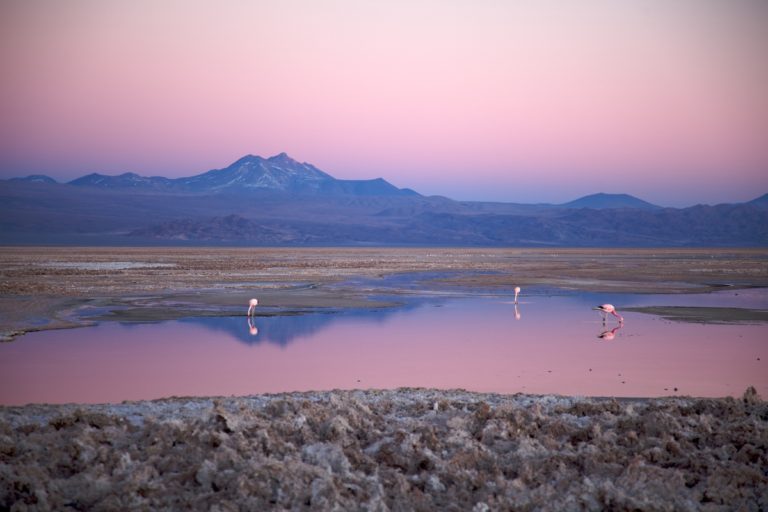 Pink flamingos in the Atacama Desert! Travel to Chile.