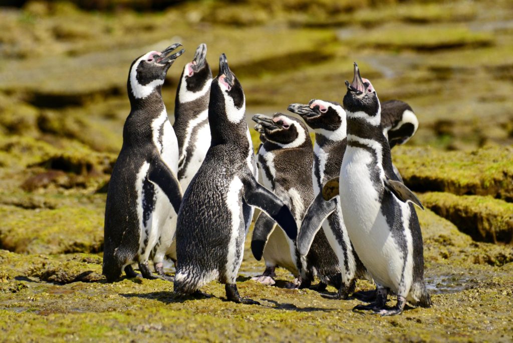 Penguins in Patagonia