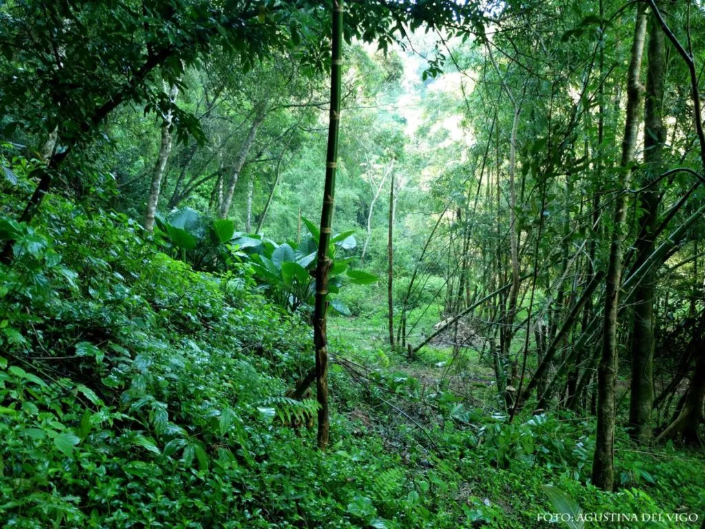 Experience the jungle and take care of the environement in Iguazu.