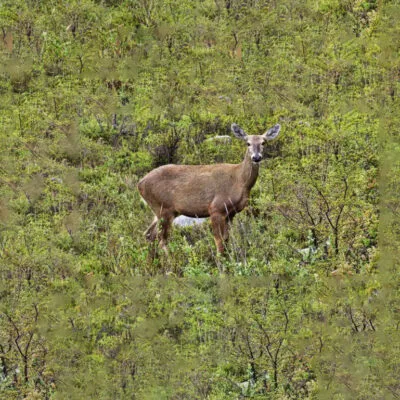 What is the National Animal of Chile?