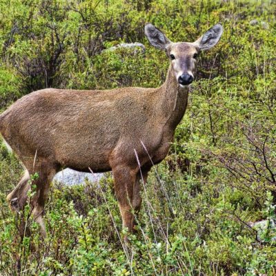 huemul-patagonia-local-fauna A huemul staring at the camera.