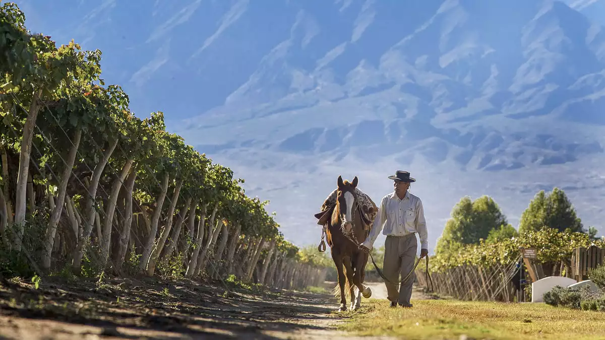 When visiting Mendoza, don't miss the route of wine and discover beautiful vineyards