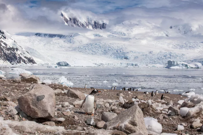 Go penguin spoting on Neko Harbour, Antartica.