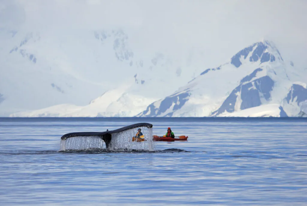 Go kayaking in Antartica and meet whales.