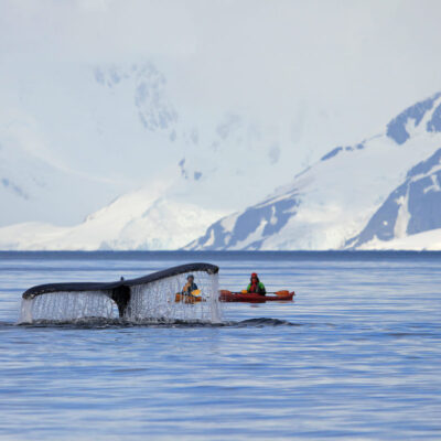People on kayaks watching a whale's tale emerging from the surface of the Antarctic Sea..