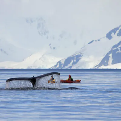People on kayaks watching a whale's tale emerging from the surface of the Antarctic Sea..