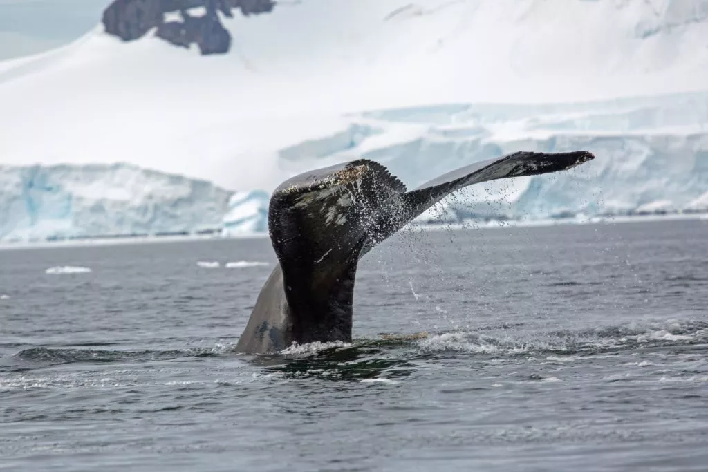 best tours to antarctica​