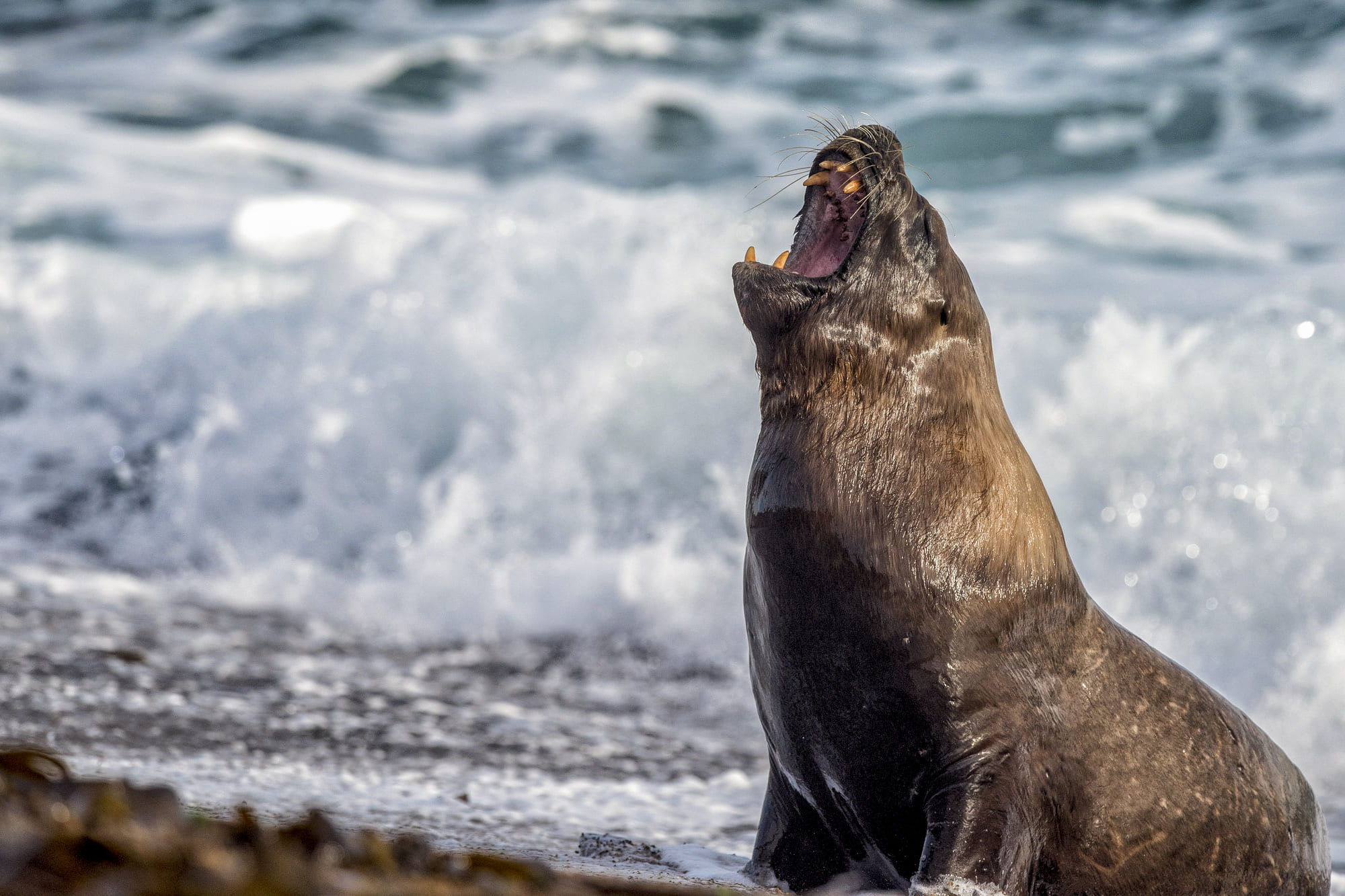 Cerro Avanzado & Sea Lions Colony