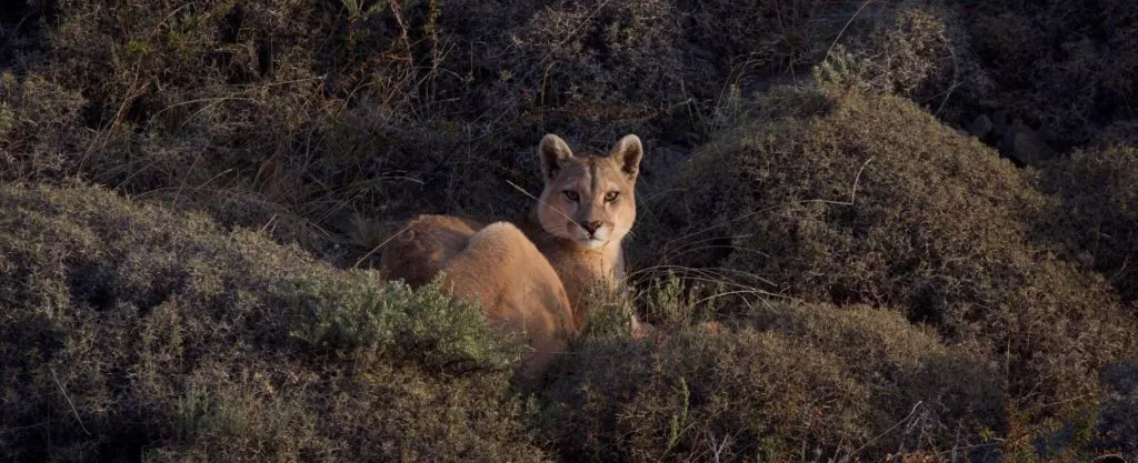 puma in torres del paine