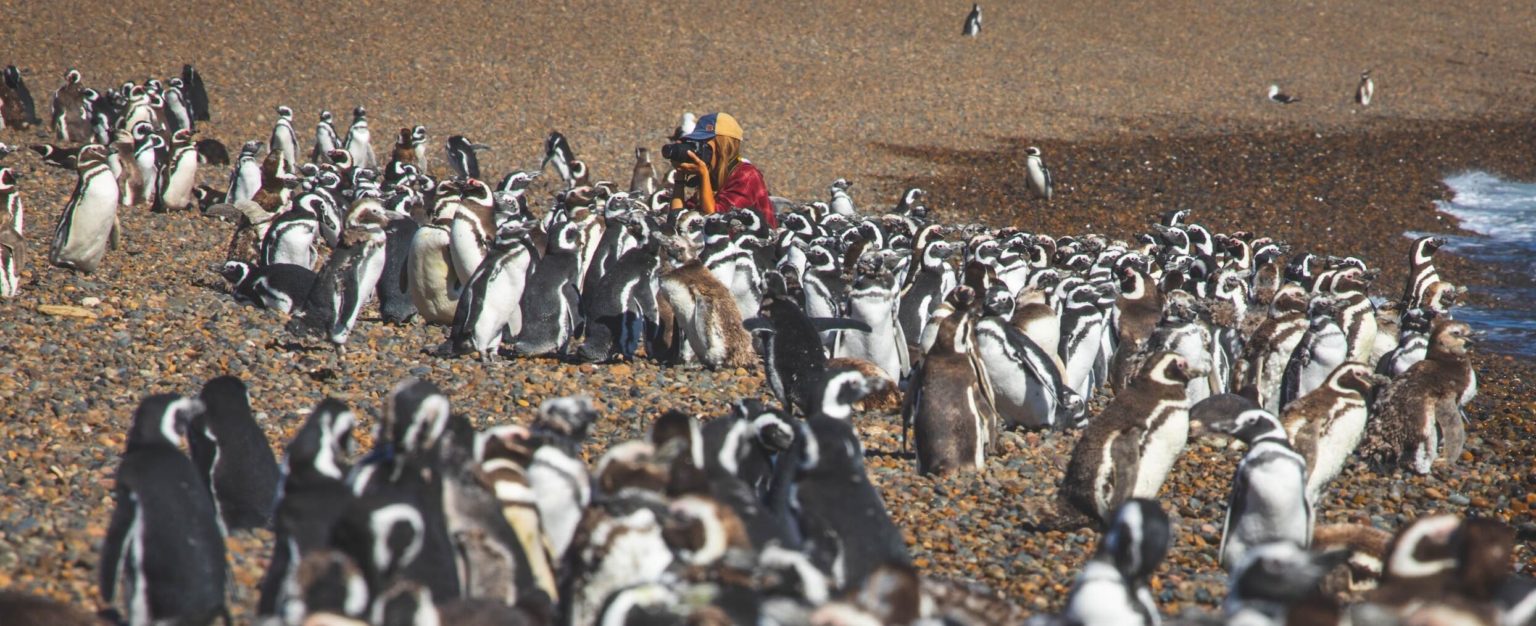 Patagonia penguins on a wildlife tour