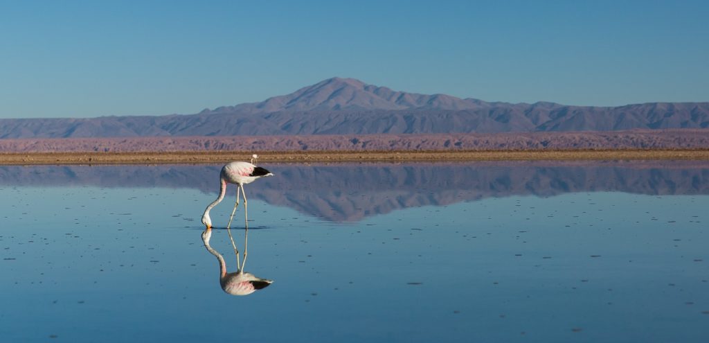 A flamingo on a lake of Atacama Desert in Chile. 