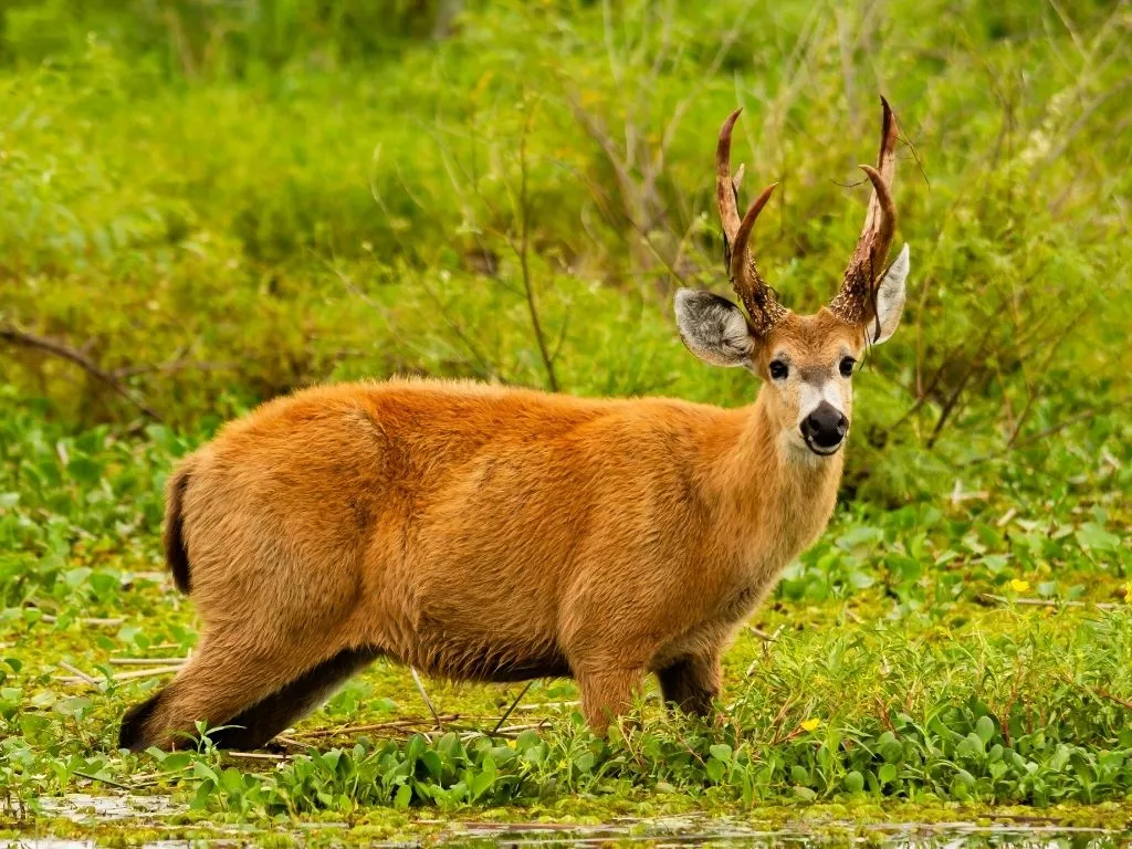 wildlife-ibera-argentina