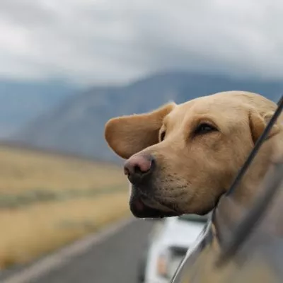 Vacation With Pets Lifesaver Tips