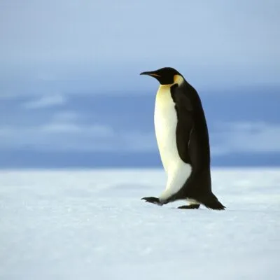 Emperor penguin walking alone in the Antarctic Continent