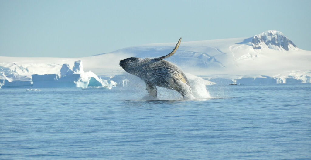 Humpback whale jumping out of water in Atarctica