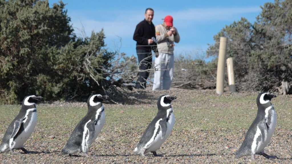 best places to see penguins