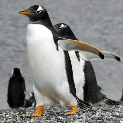 ushuaia-penguins-harberton (2) Penguins tour