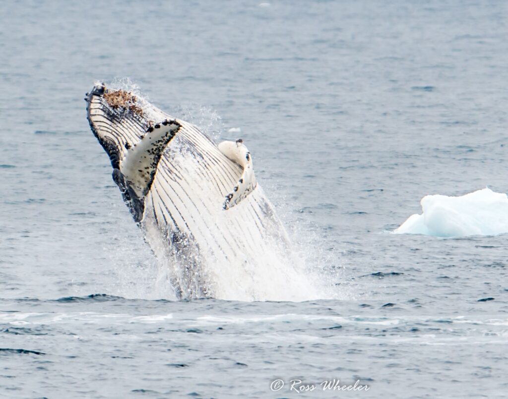 whale jumping out of water in the Drake's Passage