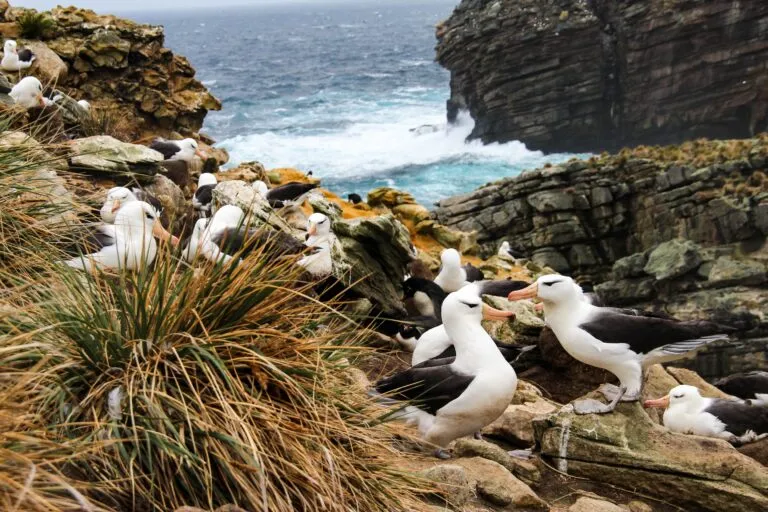 View of Albatross nest in South Georgia Island
