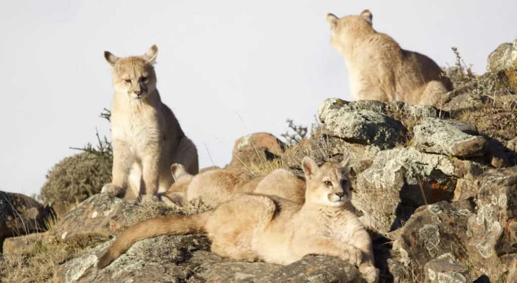 Pumas in torres del paine national park