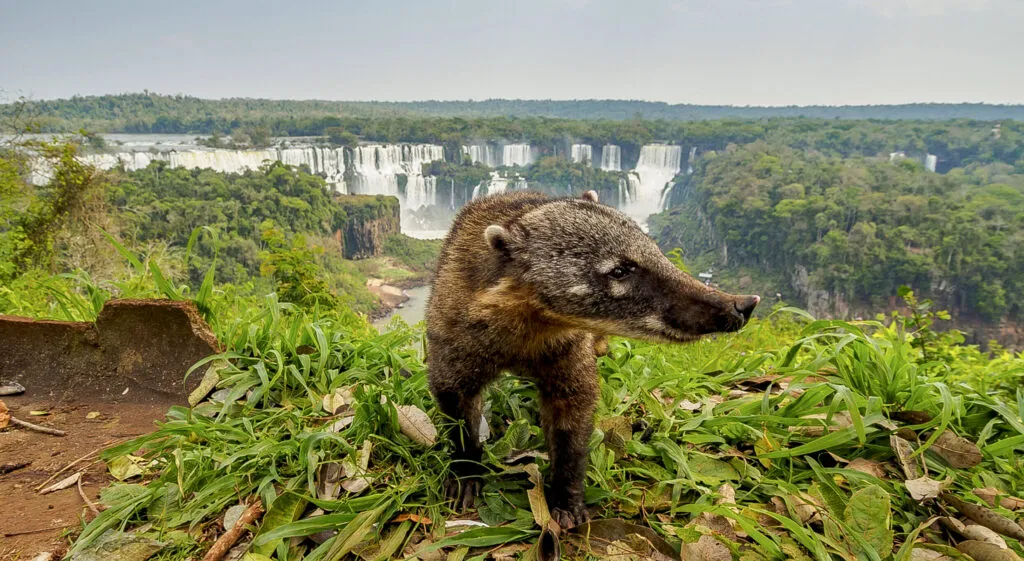 Coati in iguazu falls