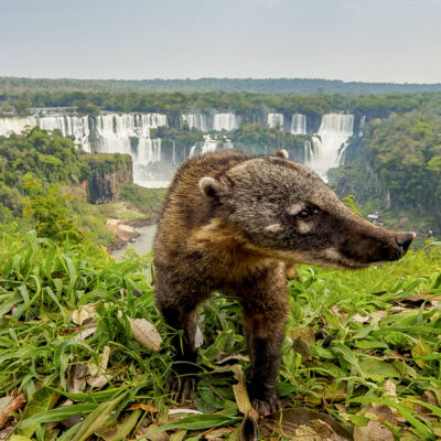 Caoti in iguazu falls