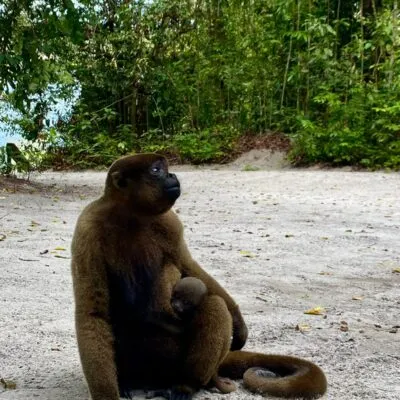 monkey posing in a beach 