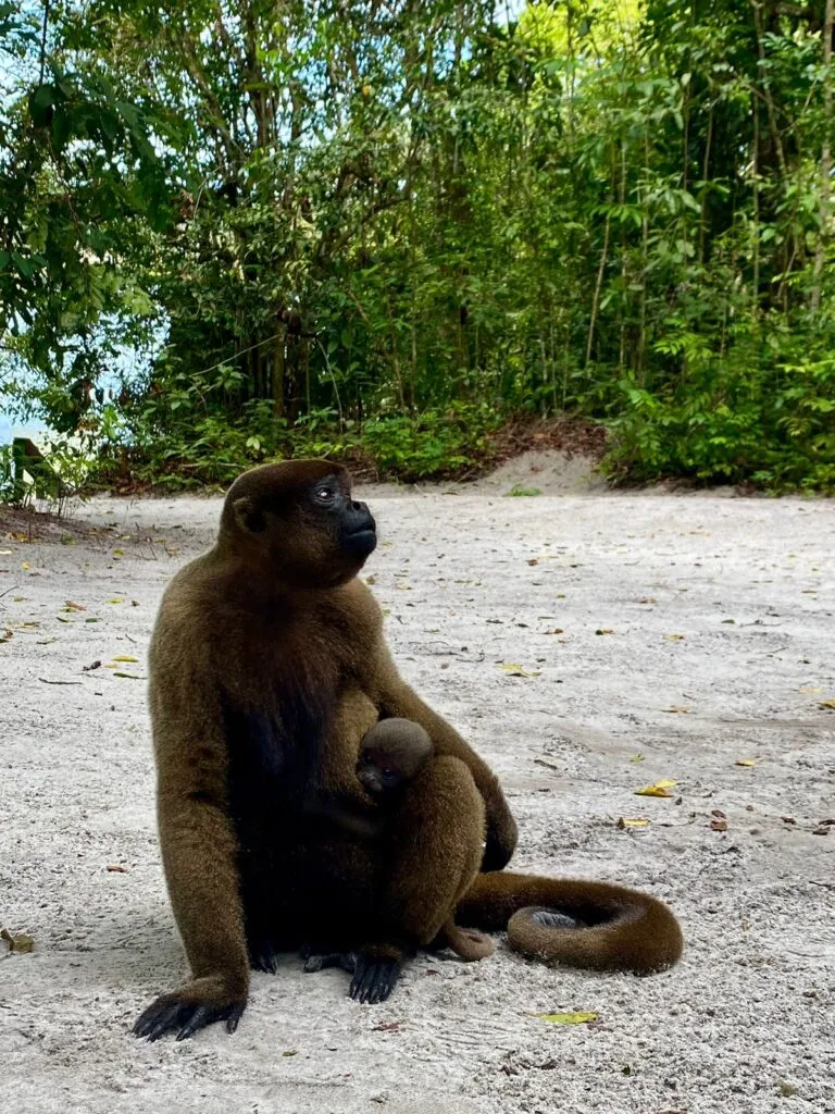 monkey posing in a beach 