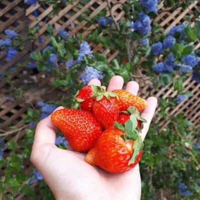 strawberries - chacra las moras - el calafate