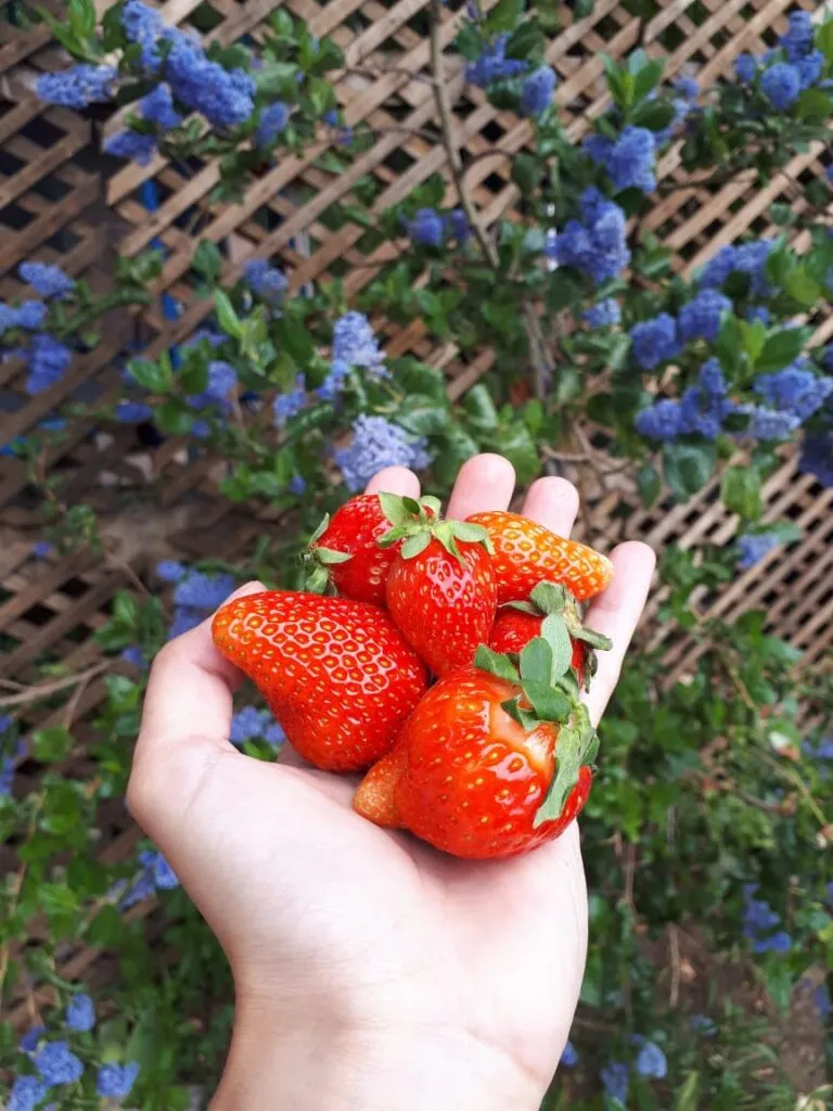 strawberries - chacra las moras - el calafate