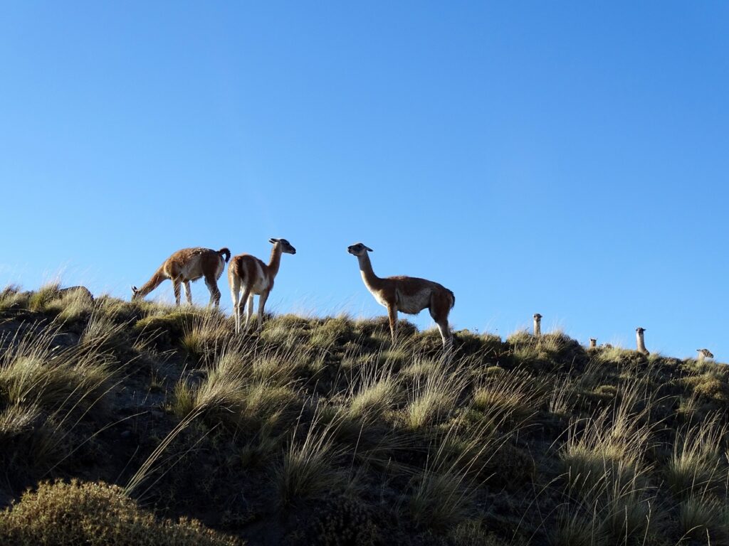 huemules in the carretera austral