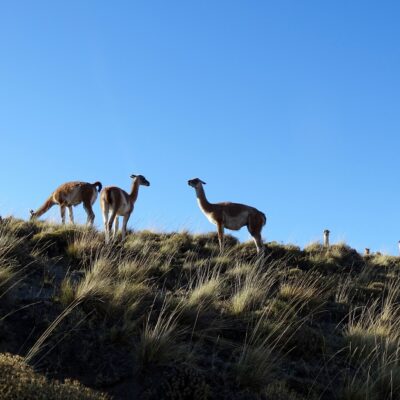 huemules in the carretera austral
