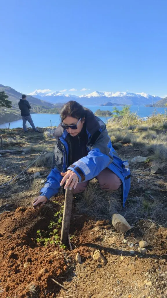 chilean-patagonia-carretera-austral-nires-plantation