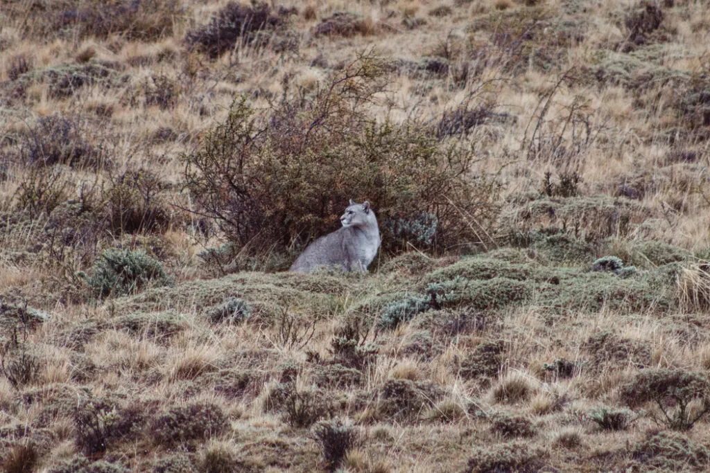 chilean-patagonia-puma-tracking-torres-del-paine