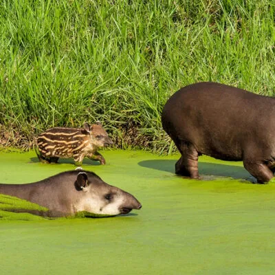 Bio Park pantanal