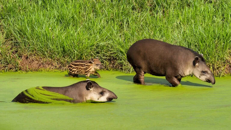 Bio Park pantanal