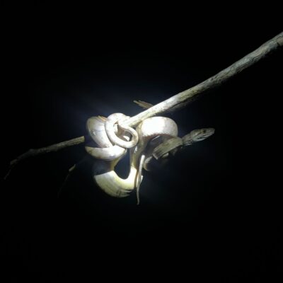 snake in a safari hight in the amazons