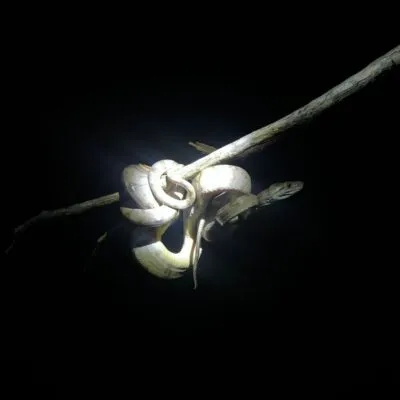 snake in a safari hight in the amazons